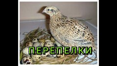 Комбикорм для взрослых перепелов ДК-52 от 49 дней и старше 25 кг Смоленский КХП