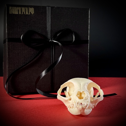 Череп кота в подарочной коробке