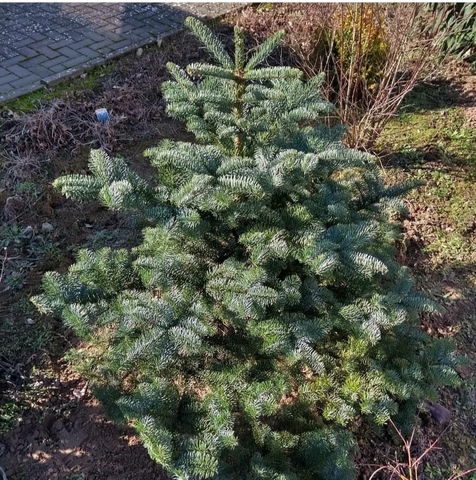 Семена Пихта благородная Abies procera