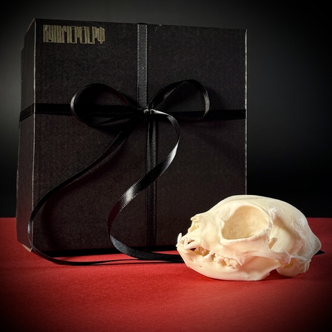 Череп кота в подарочной коробке