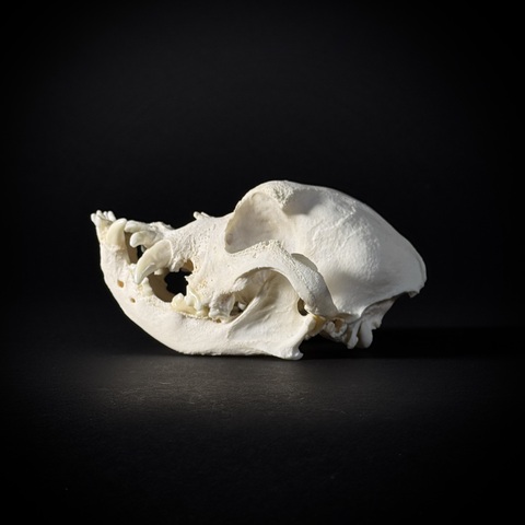 Череп собаки