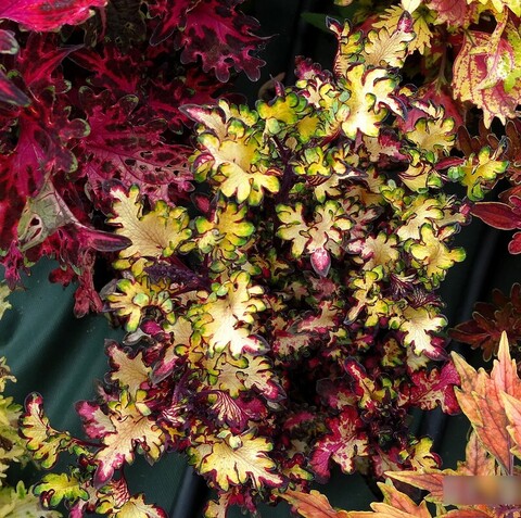 Кокетка LO колеус КСР