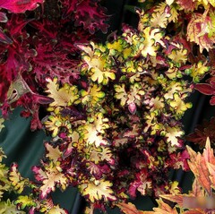 Кокетка LO колеус КСР