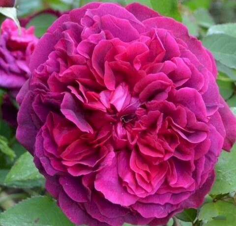 Роза чайно-гибридная Фишерман френд