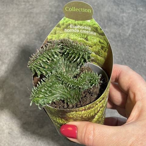 Эуфорбия Хоррида Кристата d7