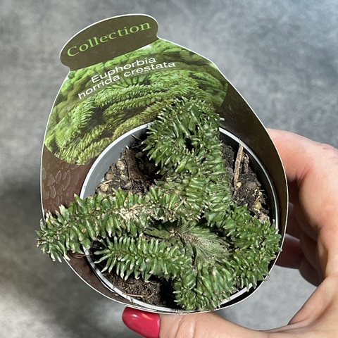 Эуфорбия Хоррида Кристата d7