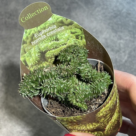 Эуфорбия Хоррида Кристата d7