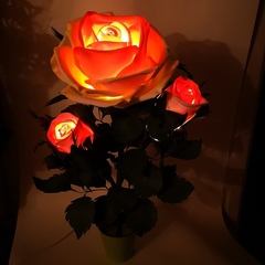 Чайная Роза