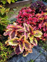 Sunny Joy Тай колеус