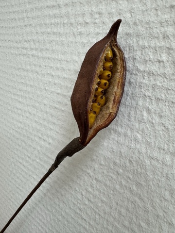 Брахихитон плоды дерева счастья на стебле из проволоки Натуральный (1шт в упаковке)