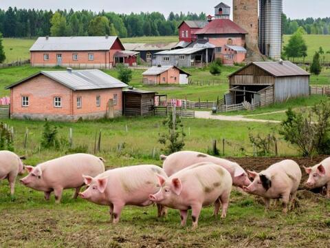 Инвентаризация + ПДВ (НДВ) + ПЭК Разведение свиней