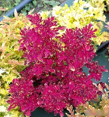 Гранатовые бусы LO колеус