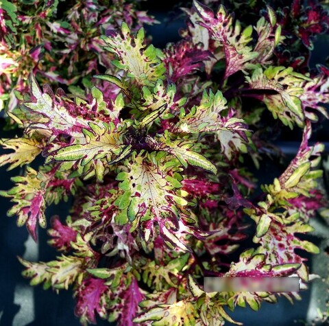 Диво - Marvel колеус КСР