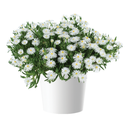 37141 Делосперма DELIGHTFUL White (Весна 2026)