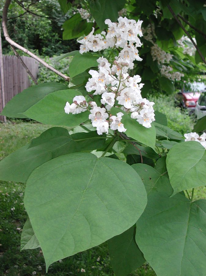 Семена Катальпа прекрасная Catalpa speciosa