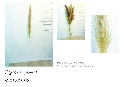 Сухоцвет, Пампас Бохо, до 60 см, 1 шт.