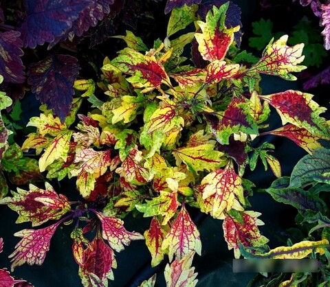 Золотое пламя колеус КСР