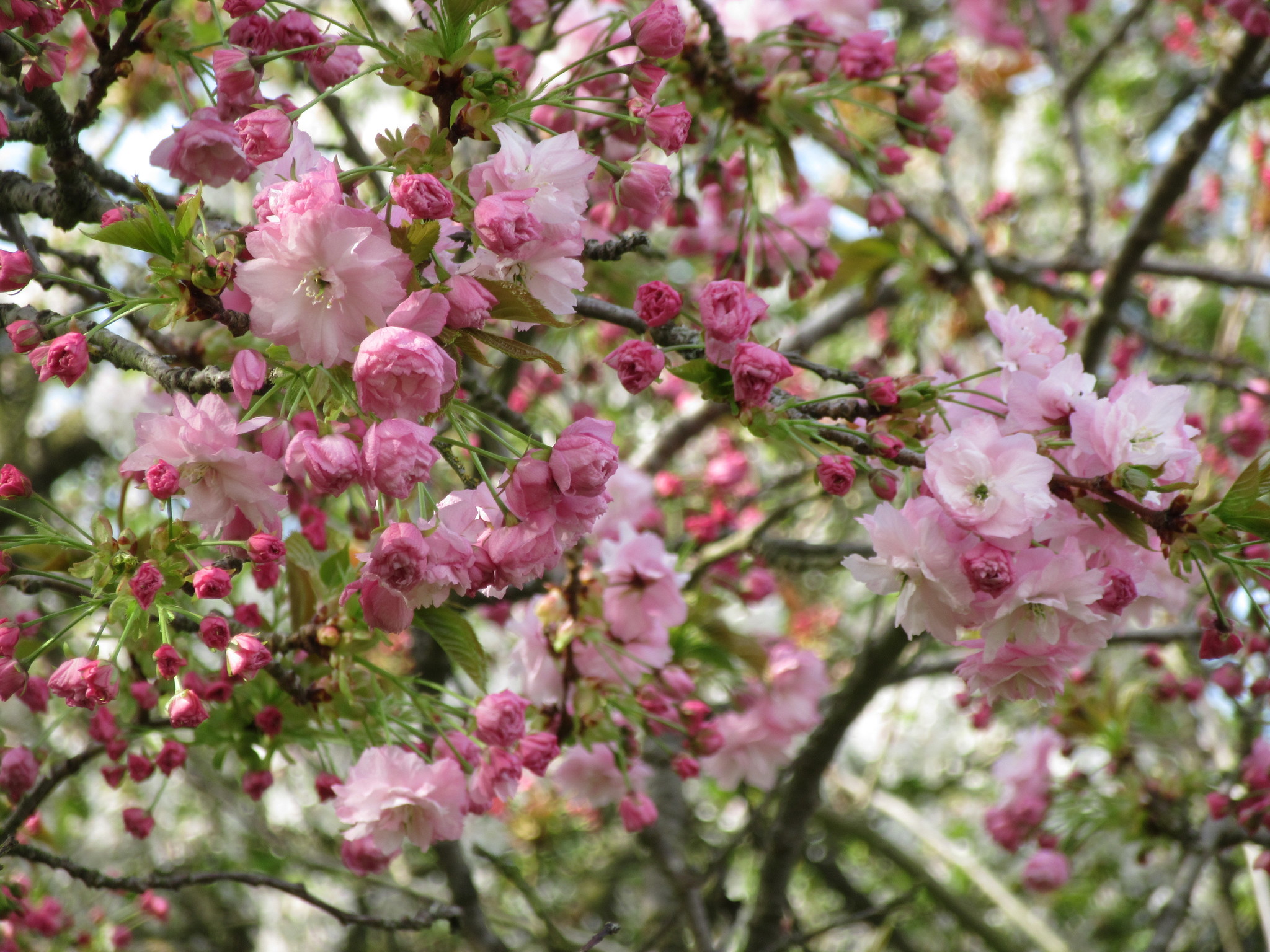 Вишня мелкопильчатая сакура pink perfection prunus serrulata