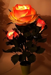 Чайная Роза