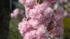 Teofrast Вишня мелкопильчатая сакура pink perfection prunus serrulata