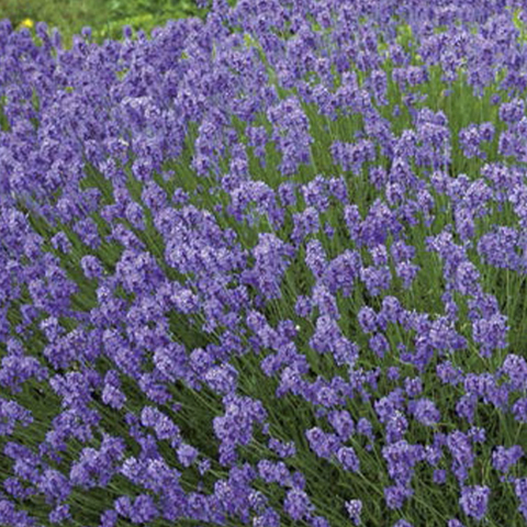 3758 ЛАВАНДА УЗКОЛИСТНАЯ HIDCOTE BLUE