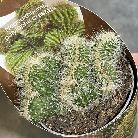 Необуксбамия Многогребенчатая Кристата d7