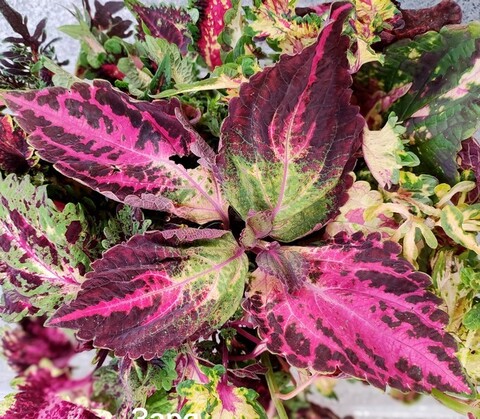 Заря колеус