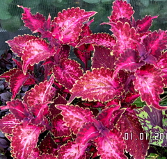 Багровое чудо UO колеус КСР