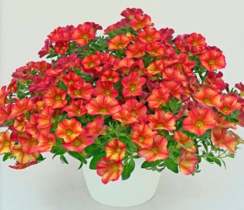 Калибрахоа Минифaмoуз Унo Бакaри