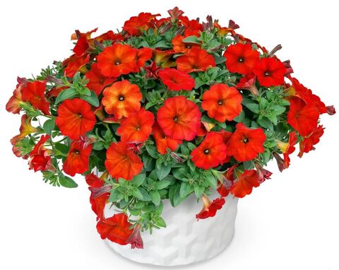 Петxoа Red Maple