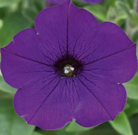 32537 Петуния Fortado Deep Blue (Весна 2026)