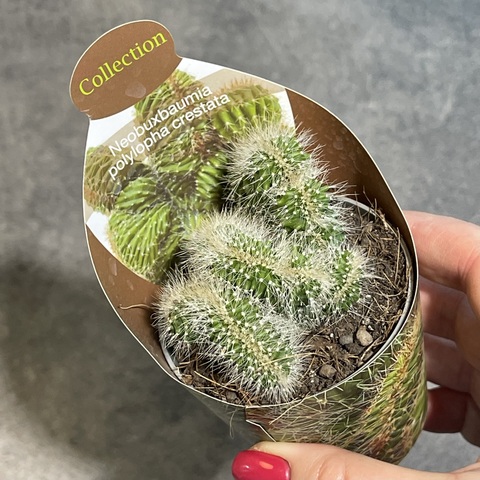 Необуксбамия Многогребенчатая Кристата d7