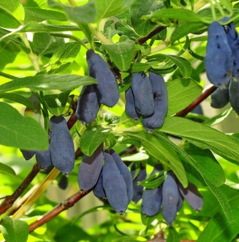 Жимолость Морена