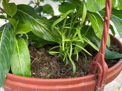 Катарантус бургунди в кашпо