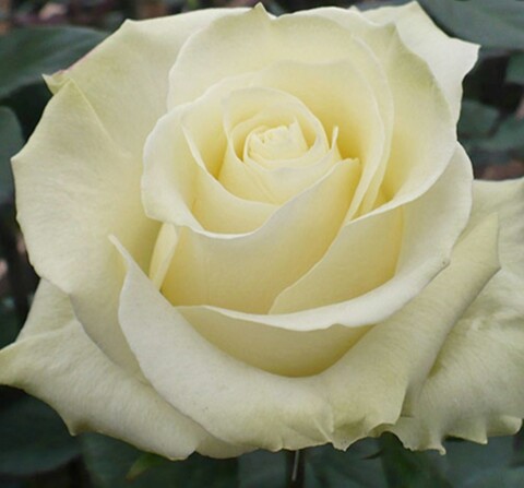 Роза чайно-гибридная Мондиаль