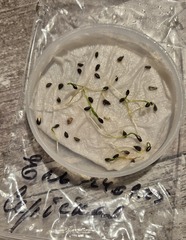 teofrast.ru ель сербская семена