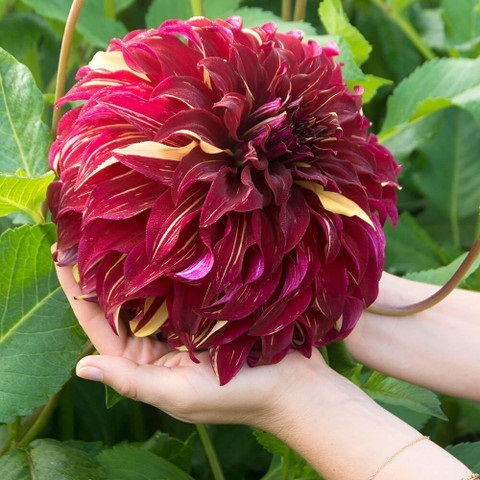 Георгин Богемиан Спартакус (Bohemian Spartacus)