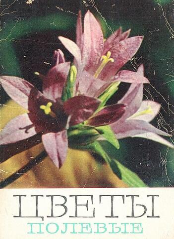 Цветы полевые