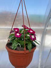 Катарантус бургунди в кашпо