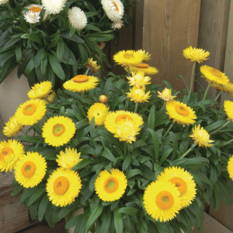 3902 Брактеанта DREAMTIME JUMBO YELLOW