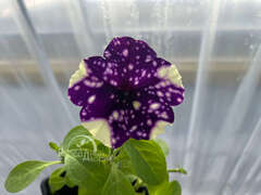 Петуния Splash Dance Violet Vogue