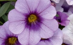 19242 Калибрахоа MINIFAMOUS NEO LAVANDULA CHEESECAKE (ОСЕНЬ 2025)