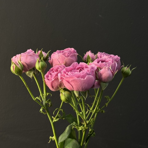 Кустовая Роза Mystic Bubbles, 1шт (ветка)