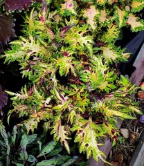 Диво - Marvel колеус КСР