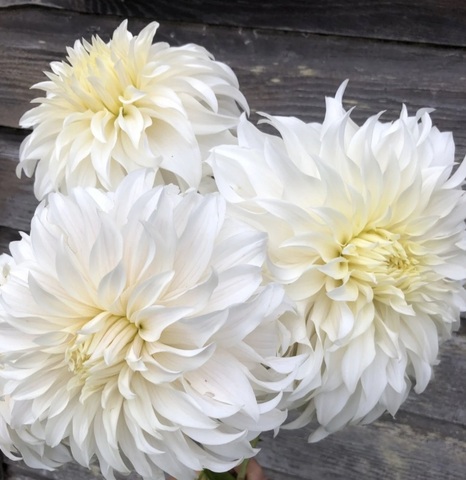 Георгин Винс Гоусти (Wyn’s Ghostie)