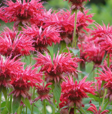 37121 Монарда Fireball (Весна 2026)