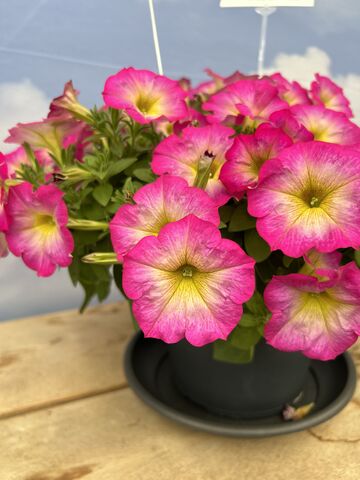 32563 Петуния Patia Pink Sun (Весна 2026)