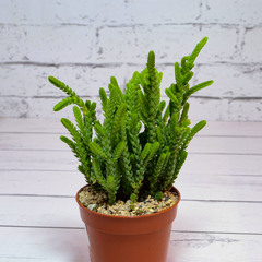 Crassula Lycopodioides (Крассула)