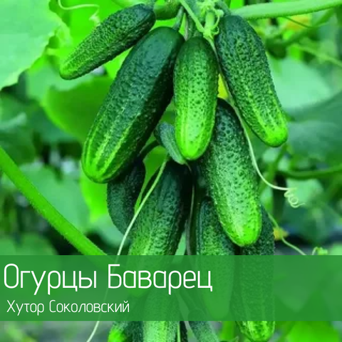 Огурцы органические