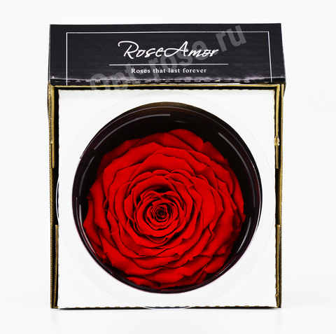 Стабилизированный бутон розы кинг Rose Amor  красный